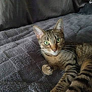 Luna participe au concours pour gagner de l'argent avec cette photo : cat, tabby, green_eyes, pet, animal, feline, whiskers, paw, fur, striped, indoor, blanket, gray, resting, cute, curious, looking_at_camera, lying_down, soft_texture, cozy