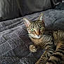 animal, blanket, cat, cozy, curious, cute, feline, fur, gray, green_eyes, indoor, looking_at_camera, lying_down, paw, pet, resting, soft_texture, striped, tabby, whiskers