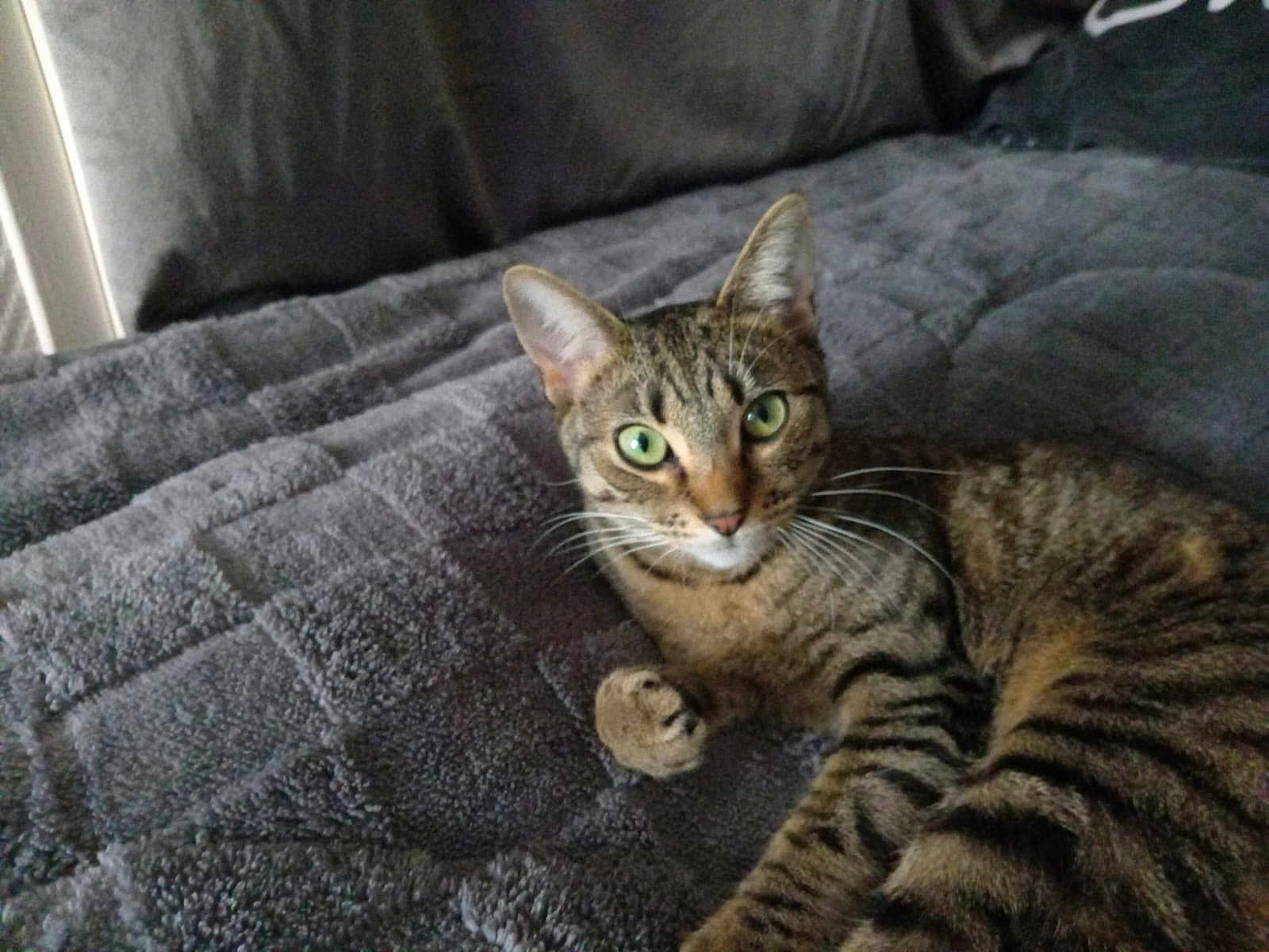 Luna participe au concours pour gagner de l'argent avec cette photo : cat, tabby, green_eyes, pet, animal, feline, whiskers, paw, fur, striped, indoor, blanket, gray, resting, cute, curious, looking_at_camera, lying_down, soft_texture, cozy