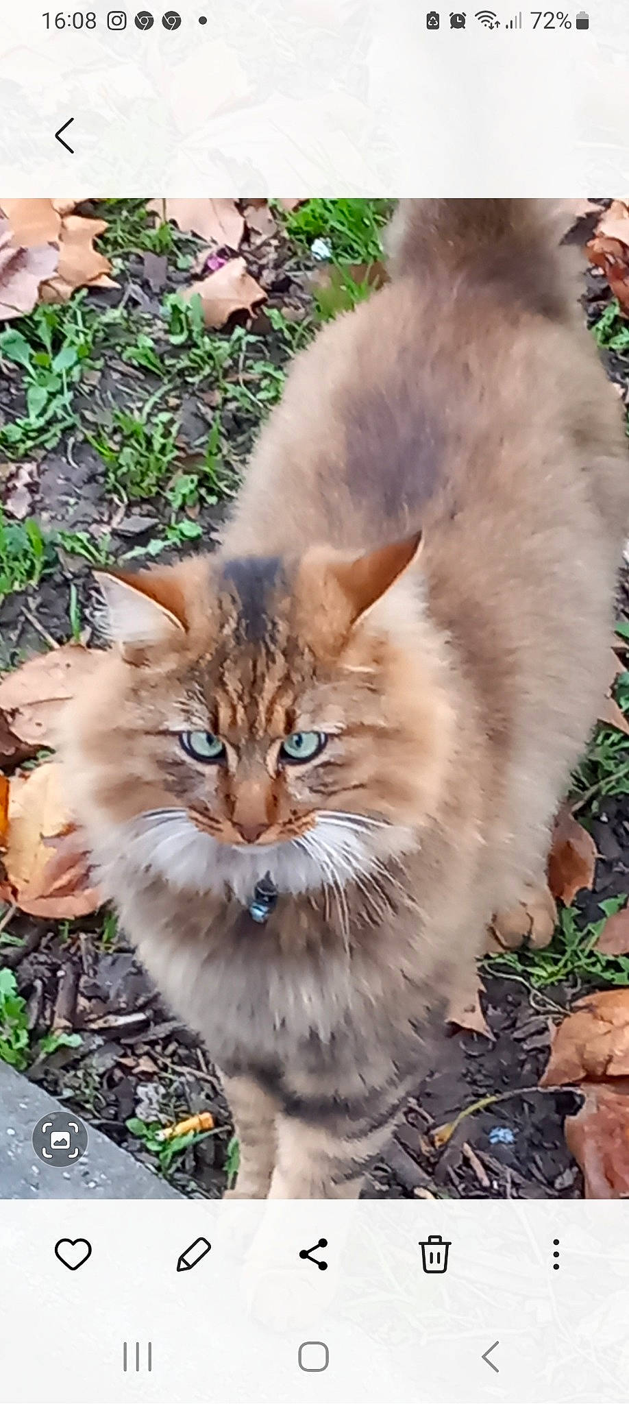 Tigrau participe au concours pour gagner de l'argent avec cette photo : carnivore, cat, fawn, felidae, fur, grass, plant, small_to_medium_sized_cats, snout, tail, terrestrial_animal, tree, whiskers, wildlife, wood