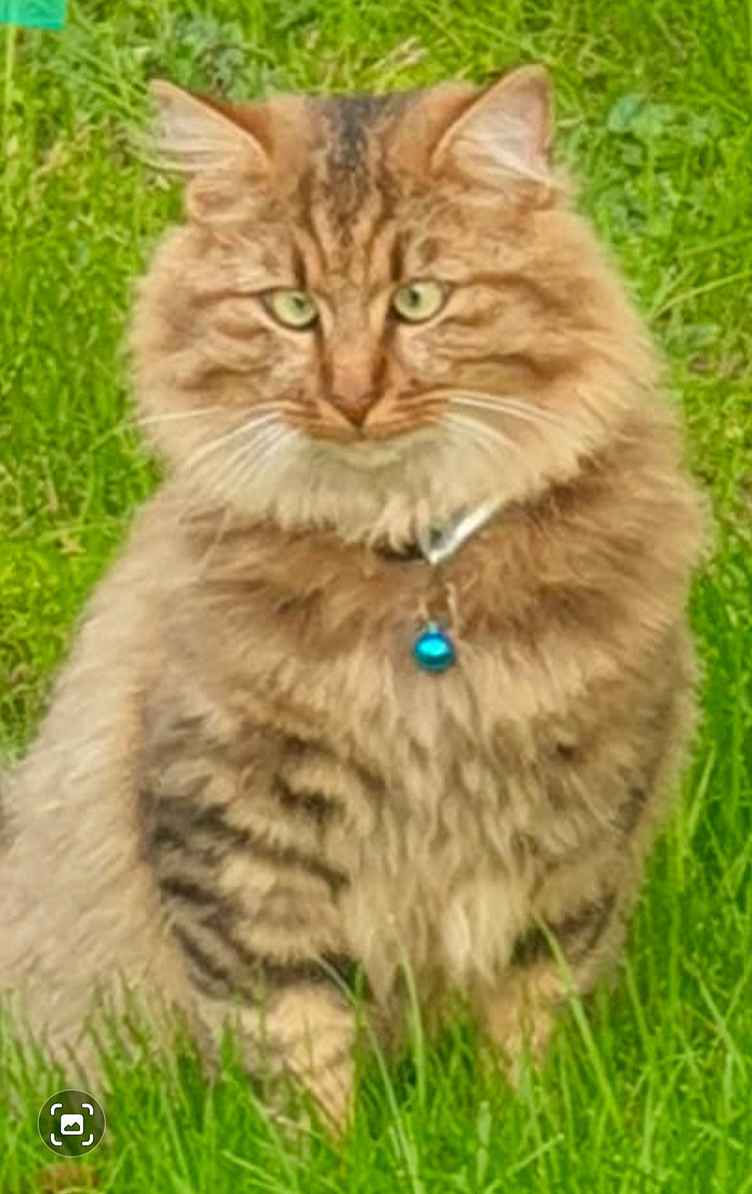 Tigrau participe au concours pour gagner de l'argent avec cette photo : british_longhair, carnivore, cat, domestic_short_haired_cat, eye, fawn, felidae, fur, grass, grassland, maine_coon, norwegian_forest_cat, persian, plant, small_to_medium_sized_cats, snout, tail, terrestrial_animal, whiskers, wildlife