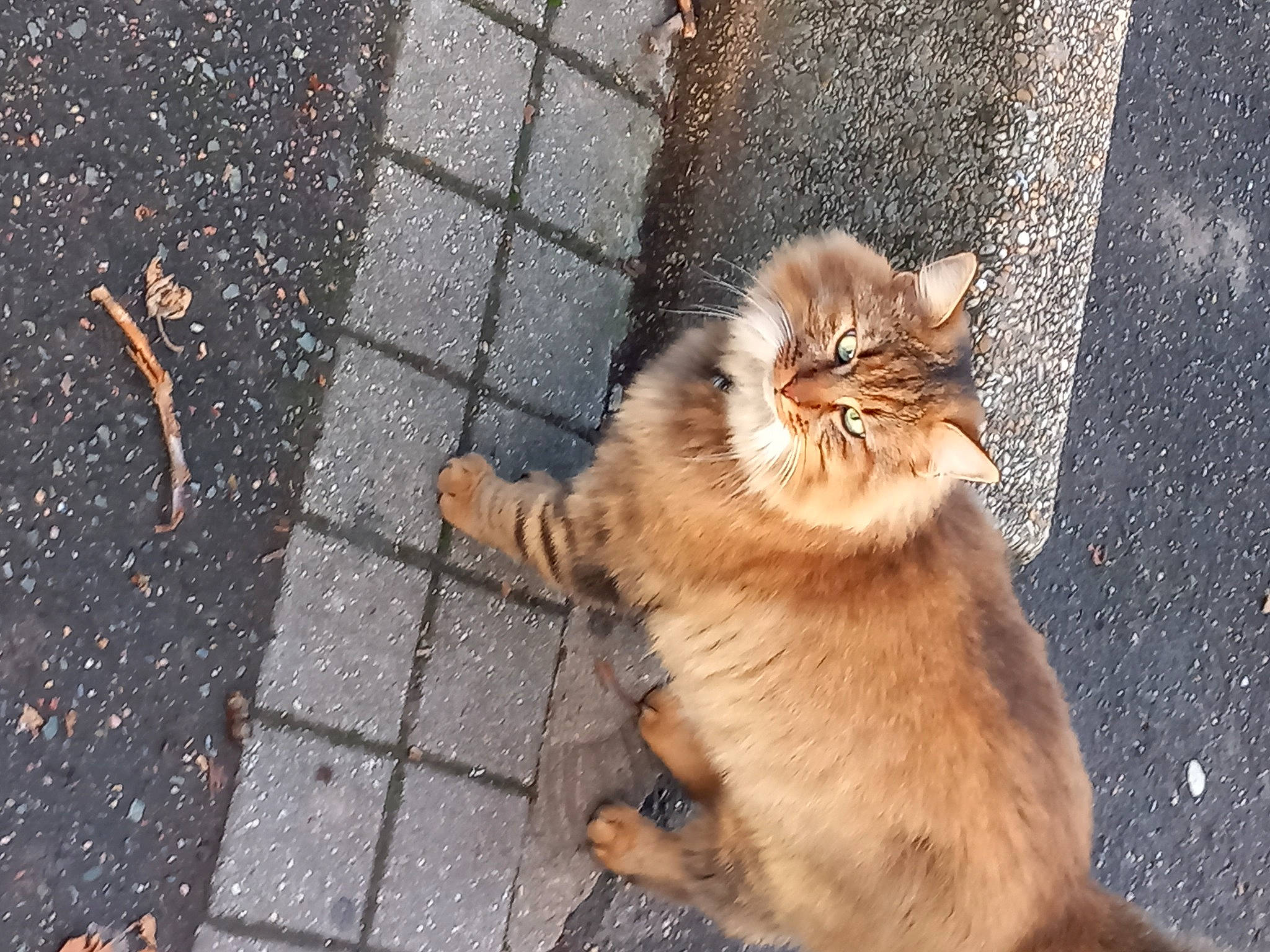 Tigrau a rejoint le concours — aidez-le/la à gagner de superbes lots ! asphalt, carnivore, cat, companion_dog, domestic_short_haired_cat, fawn, felidae, flooring, fur, grass, paw, plant, road_surface, sidewalk, small_to_medium_sized_cats, soil, tail, terrestrial_animal, whiskers, wood