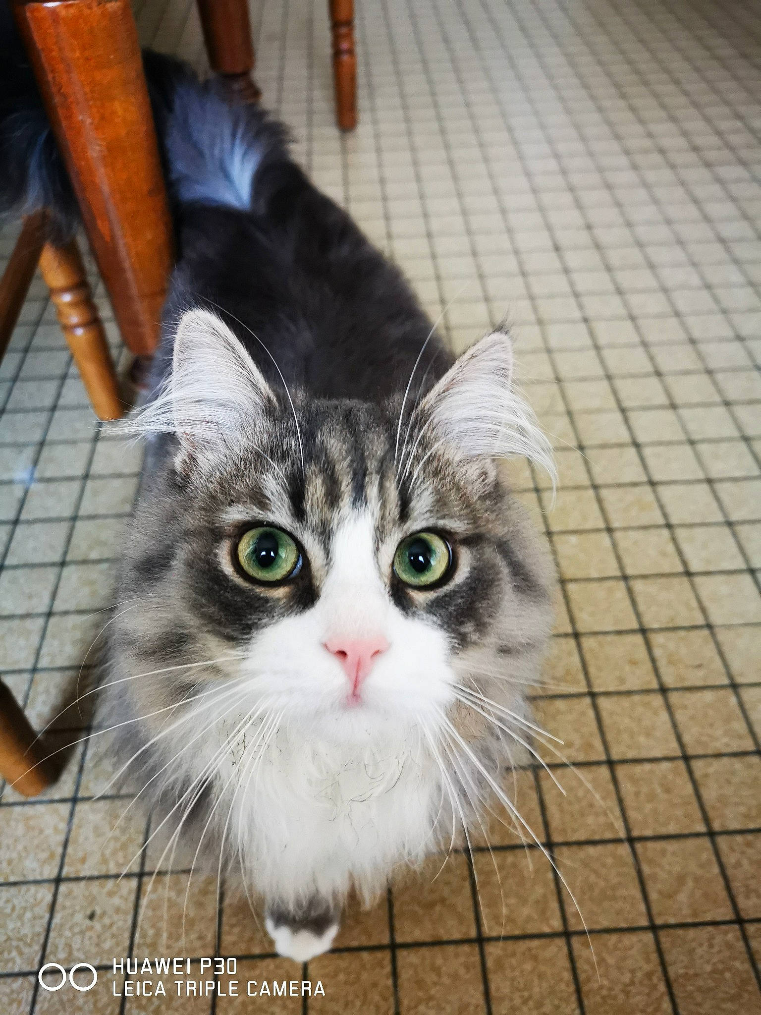 Jacky participe au concours pour gagner de l'argent avec cette photo : carnivore, cat, domestic_short_haired_cat, eye, felidae, floor, flooring, fur, hardwood, paw, small_to_medium_sized_cats, snout, tail, terrestrial_animal, whiskers, wood