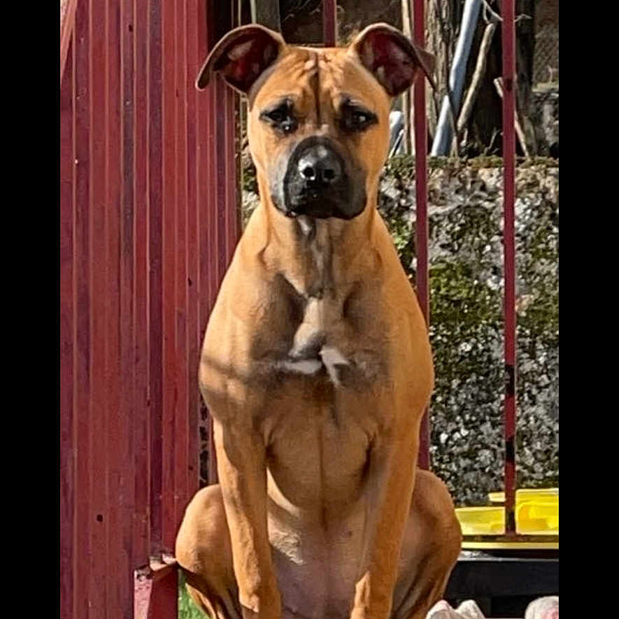 Naya participe au concours pour gagner de l'argent avec cette photo : alert, animal, brown_dog, canine, concrete, daylight, dog, ears_up, fence, guarding, nature, outdoor, pet, portrait, red_railing, sitting, steps, sunlight, trees, watchful