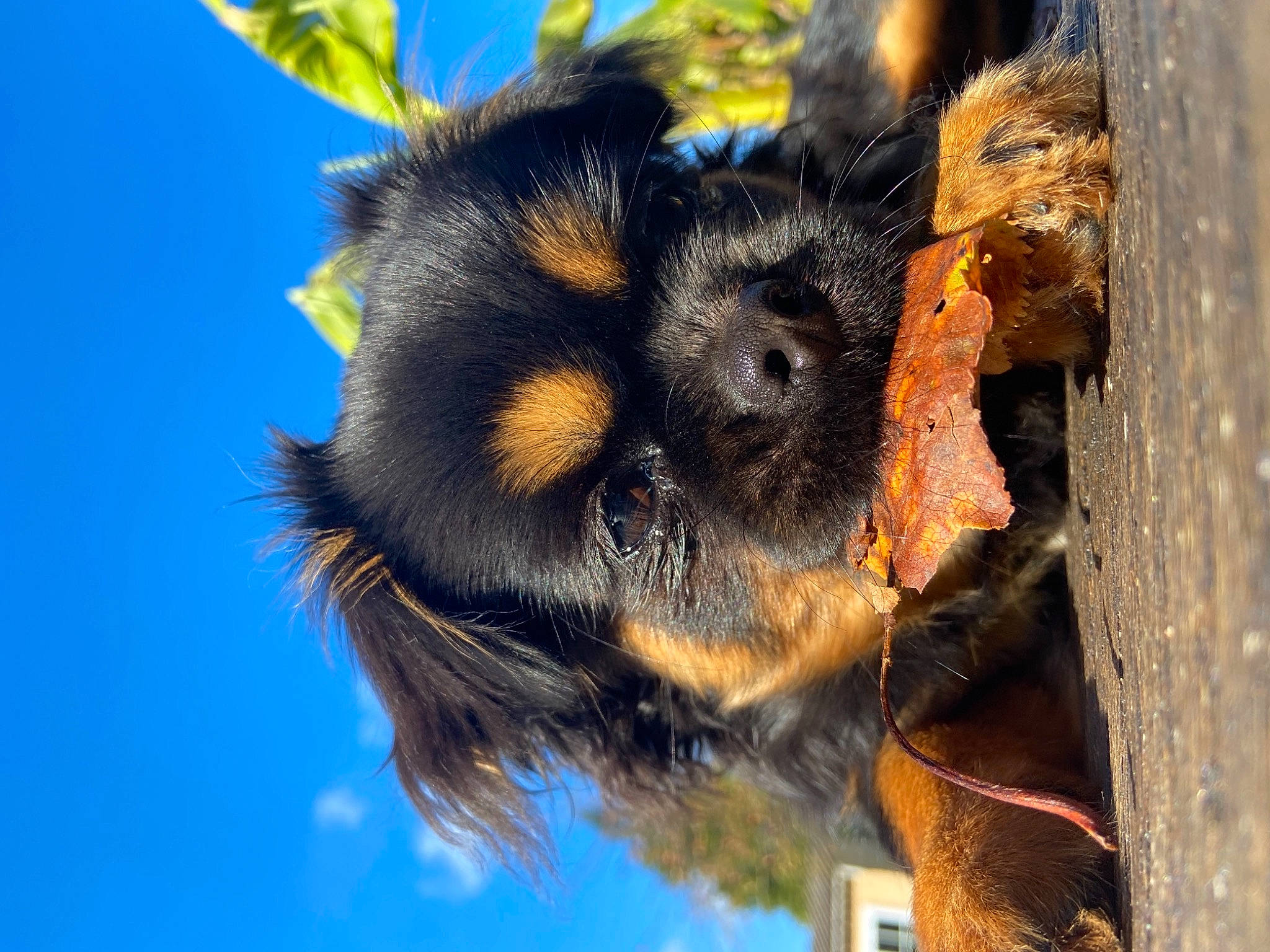 Sweety participe au concours pour gagner de l'argent avec cette photo : arthropod, blue, bombyliidae, bumblebee, electric_blue, honeybee, insect, invertebrate, macro_photography, megachilidae, membrane_winged_insect, parasite, pest, plant, pollinator, sky, terrestrial_animal, tree, trunk, wildlife