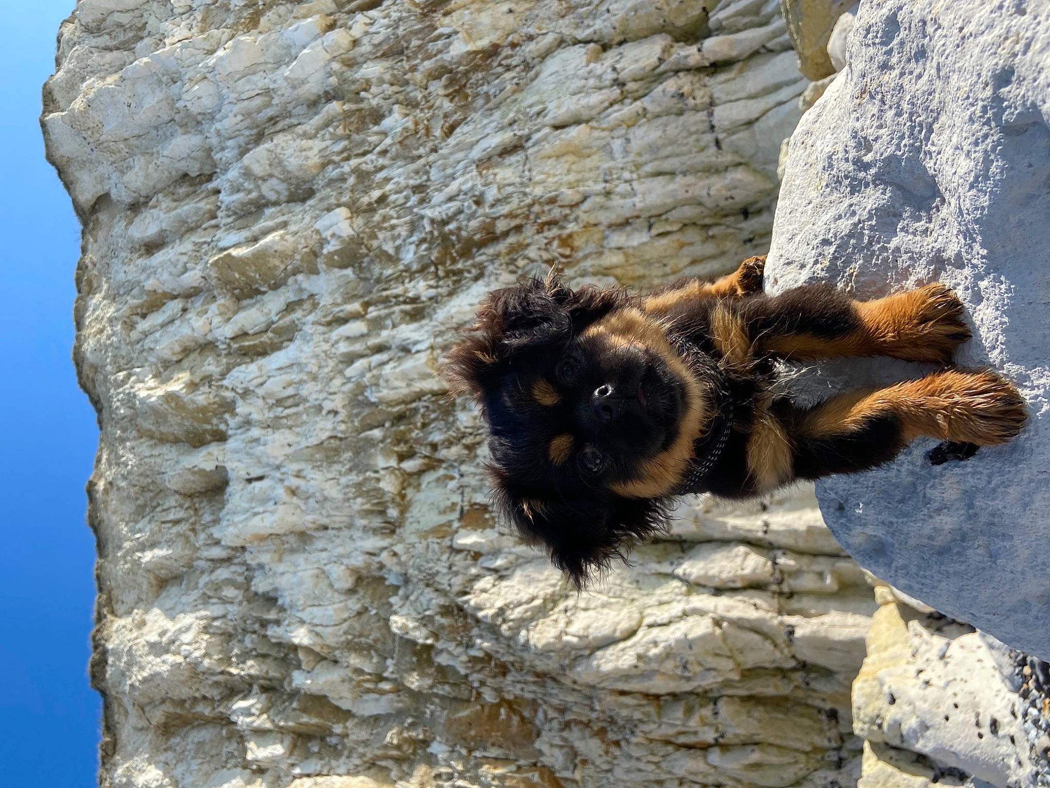 Sweety a rejoint le concours — aidez-le/la à gagner de superbes lots ! bat, bedrock, bombyliidae, fur, membrane_winged_insect, outcrop, pollinator, rock, sky, soil, terrestrial_animal, trunk, wildlife, wood