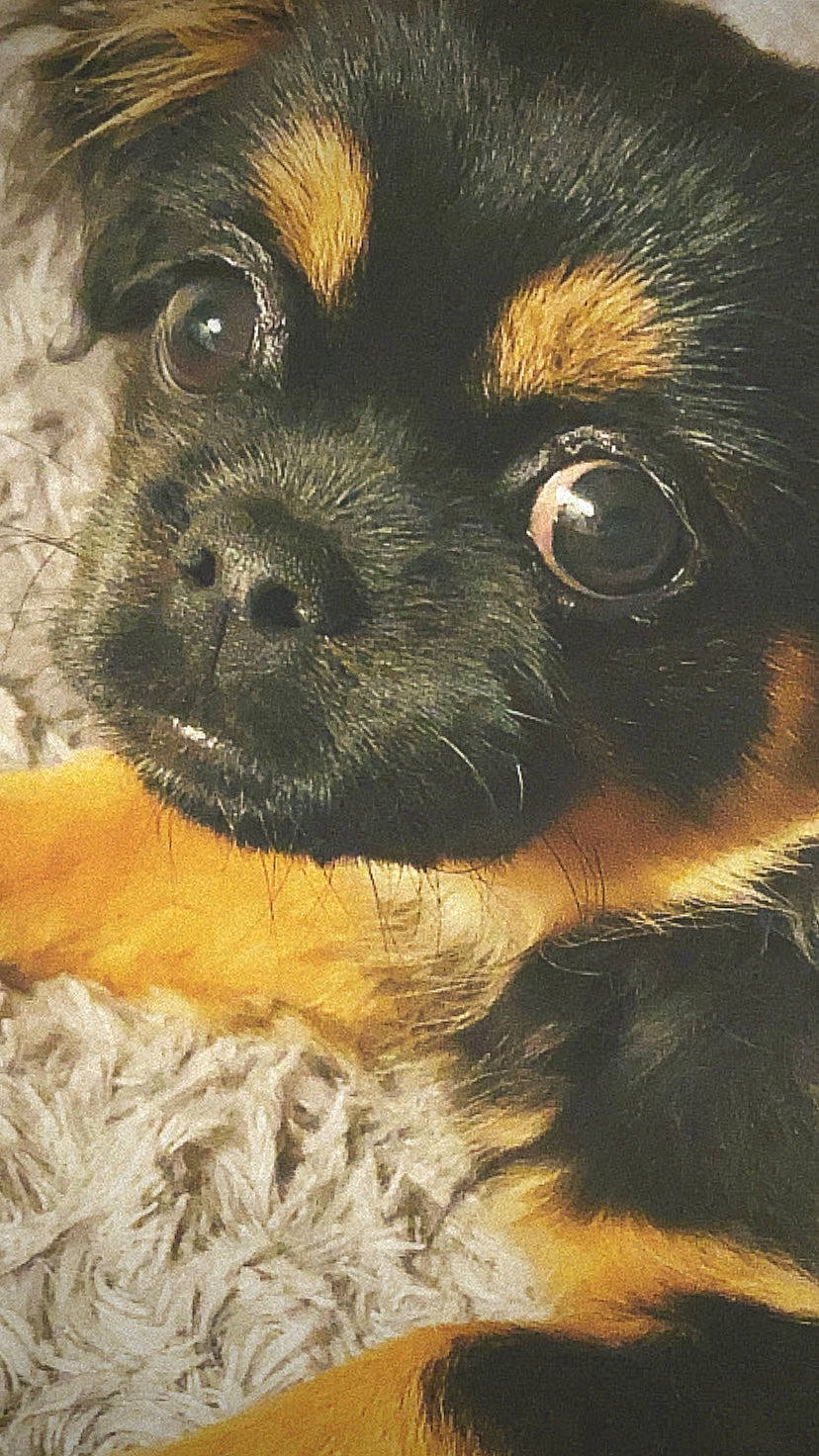 Sweety a rejoint le concours — aidez-le/la à gagner de superbes lots ! art, canidae, carnivore, close_up, companion_dog, corgi_chihuahua, dog, dog_breed, fawn, fur, iris, liver, puppy, snout, sporting_group, terrestrial_animal, toy_dog, whiskers, working_animal, working_dog