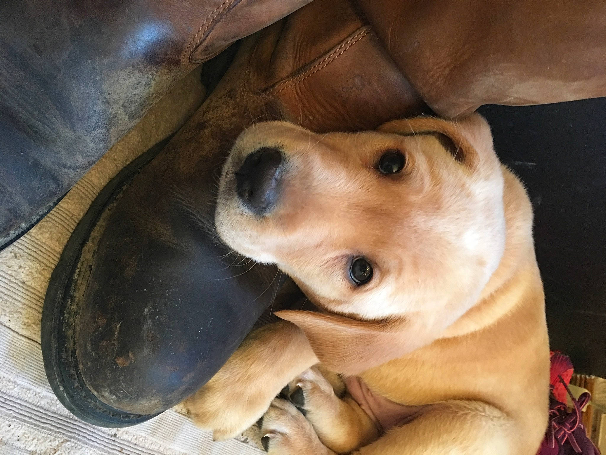 Dierks is registered to the contest to win money with this photo: canidae, carnivore, collar, comfort, companion_dog, dog, dog_breed, dog_collar, ear, fawn, fur, golden_retriever, nose, pet_supply, selfie, smile, snout, sporting_group, whiskers, working_animal