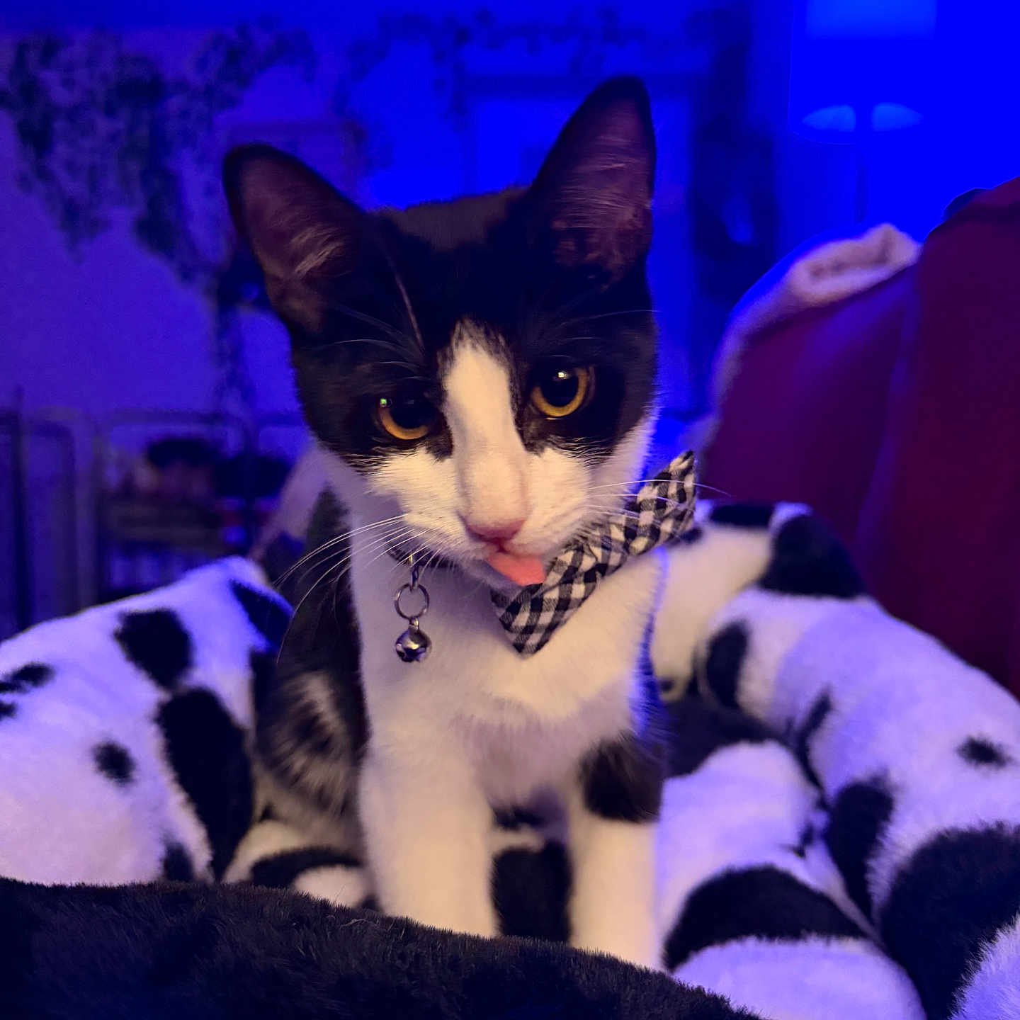Mimsy joined the competition — help win amazing prizes! bell, big_eyes, black_and_white, blanket, bow_tie, cat, close_up, couch, cozy, ears, home_decor, indoor, lamp, pattern, pet, portrait, relaxed, tongue_out, tuxedo_cat, whiskers
