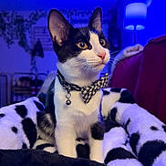 Mimsy joined the competition — help win amazing prizes! bell, black_and_white, blanket, blue_lighting, bow_tie, cat, close_up, collar, cow_print, cozy, ears, eyes, indoor, lamp, nose, pet, portrait, sofa, tuxedo_cat, whiskers