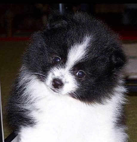 Harley