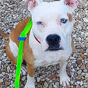 Shelby participe au concours pour gagner de l'argent avec cette photo : alert, animal, blue_eyes, brown_and_white, canine, close_up, collar, cute, dog, ears, focused, friendly, gravel, leash, nose, outdoor, paw, pet, portrait, sitting