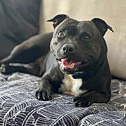 Vulca participe au concours pour gagner de l'argent avec cette photo : animal, black_dog, blanket, canine, closeup, collar, comfortable, couch, dog, ears, face, fur, happy, indoor, lying_down, paw, pet, resting, smiling, tongue