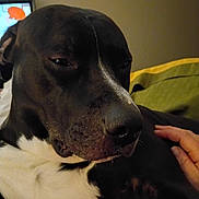 Chip-Chip is registered to the contest to win money with this photo: animal, background, bed, black_and_white, close_up, couch, dog, ears, face, fur, hand, human_interaction, indoor, muzzle, pet, relaxed, resting, sleepy, television, warm_lighting