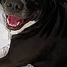 Chip-Chip joined the competition — help win amazing prizes! animal, bed, black_dog, blanket, canine, close_up, companion, cute, dog, domestic_animal, friendly, fur, happy, indoor, looking_at_camera, lying_down, pet, resting, smiling, white_sheet