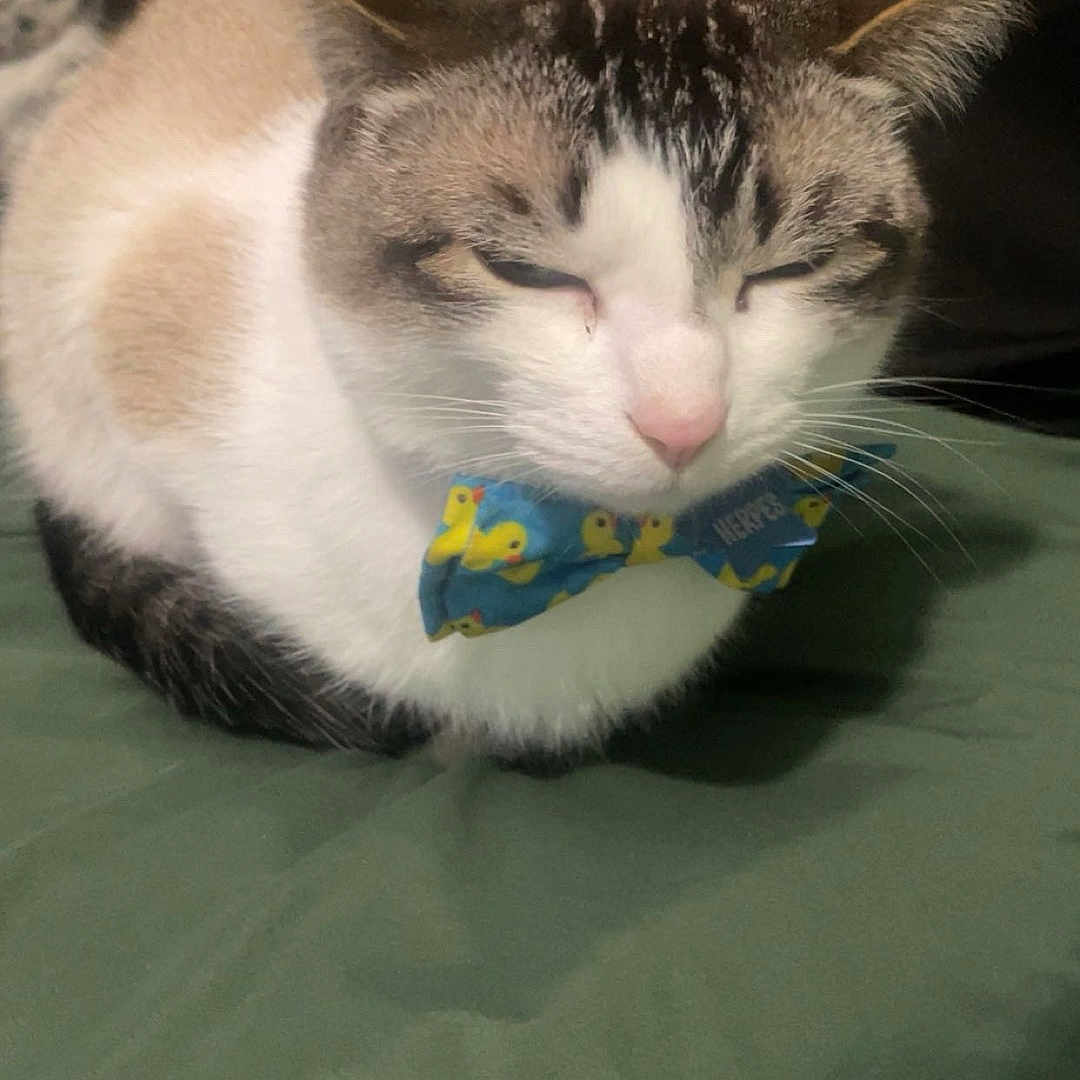 Herpes joined the competition — help win amazing prizes! adorable, animal, blue, bow_tie, cat, close_up, cute, domestic_cat, ears, feline, fur, green_cushion, indoor, pet, relaxed, resting, sleepy, soft, whiskers, yellow_ducks