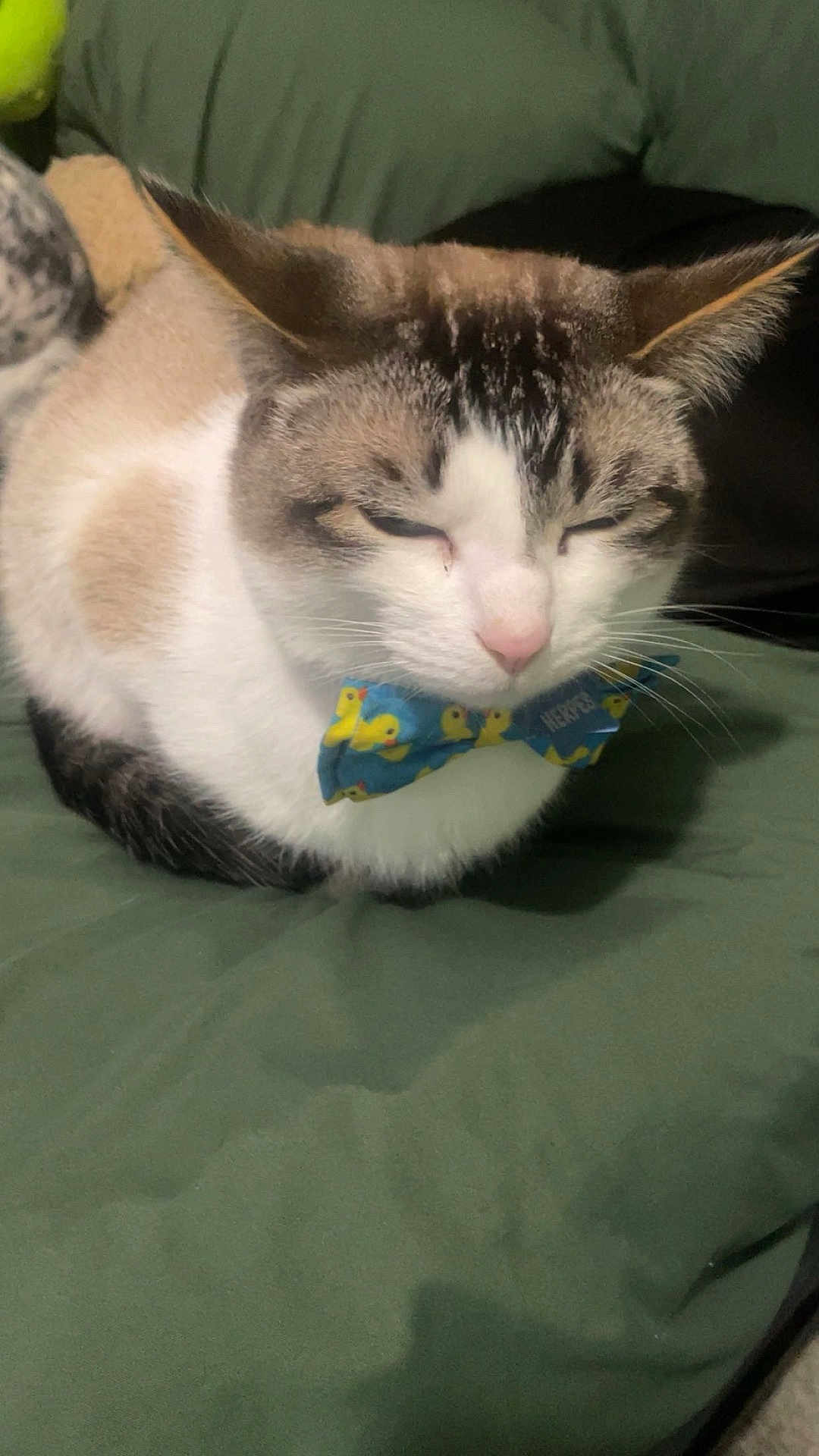 Herpes joined the competition — help win amazing prizes! adorable, animal, blue, bow_tie, cat, close_up, cute, domestic_cat, ears, feline, fur, green_cushion, indoor, pet, relaxed, resting, sleepy, soft, whiskers, yellow_ducks