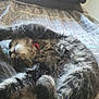 Ronan Axel is registered to the contest to win money with this photo: cat, sleeping, fluffy, fur, bedspread, cozy, relaxed, animal, pet, indoor, resting, tabby, whiskers, cute, feline, collar, soft, pattern, comfort, nap