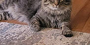 Ronan Axel is registered to the contest to win money with this photo: cat, tabby_cat, indoor, rug, fireplace, wood_floor, feline, pet, animal, relaxed, looking_at_camera, fluffy, cozy, home, living_room, mammal, domestic_animal, resting, cute, ears
