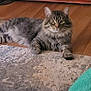 cat, tabby_cat, indoor, rug, fireplace, wood_floor, feline, pet, animal, relaxed, looking_at_camera, fluffy, cozy, home, living_room, mammal, domestic_animal, resting, cute, ears