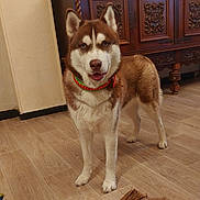 Tokio participe au concours pour gagner de l'argent avec cette photo : dog, siberian_husky, indoor, wooden_floor, collar, pet_toy, chewed_treats, furniture, cabinet, brown_and_white, standing, flooring, canine, animal, pet, domestic_animal, looking_at_camera, ears_up, tongue_out, happy