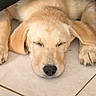 puppy, dog, golden_retriever, sleeping, paws, floor, tile, pet, animal, cute, resting, indoors, fur, nose, ears, young, cozy, relaxed, closeup, mammal