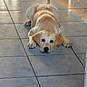 dog, puppy, golden_retriever, tile_floor, indoor, lying_down, rainbow_reflection, pet, cute, animal, canine, floor, young_dog, looking_at_camera, adorable, light_reflection, domestic_animal, fur, ears, tail