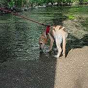 Bahia a rejoint le concours — aidez-le/la à gagner de superbes lots ! dog, puppy, leash, water, puddle, outdoor, nature, sunlight, shadow, reflection, greenery, curious, canine, animal, walking, exploring, daytime, young_dog, pet, ground