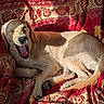 Bahia participe au concours pour gagner de l'argent avec cette photo : dog, puppy, yawning, sleepy, golden_retriever, blanket, patterned_fabric, red, cream, sunlight, shadow, fur, pet, indoor, cozy, resting, animal, cute, comfort, relaxing