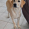animal, black_nose, brown_eyes, canine, cute, dog, floppy_ears, full_body, furniture, home, indoor, labrador, looking_at_camera, paws, pet, portrait, standing, tail, tan_coat, tiled_floor