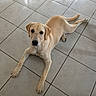 animal, calm, canine, companion, curious, cute, dog, domestic_animal, ears, four_legs, fur, indoor, laying_down, light_coat, looking_up, paws, pet, tail, tile_floor, young_dog
