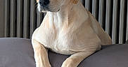 Bahia participe au concours pour gagner de l'argent avec cette photo : animal, calm, companion, couch, cute, dog, domestic, expression, front_view, fur, golden_retriever, indoors, labrador, light, mammal, paws, pet, portrait, radiator, resting