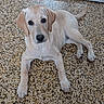 dog, puppy, labrador, light_fur, lying_down, floor, tile_floor, indoor, pet, canine, cute, young_dog, animal, domestic_animal, looking_up, ears, tail, paws, fur, adorable