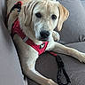 animal, black_nose, close_up, companion_animal, couch, cream_colored, dog, floppy_ears, fur, harness, indoor, labrador, leash, lying_down, pet, portrait, puppy, red_harness, relaxed, wide_eyed