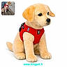 plush_toy, dog, red_harness, white_background, inset_photo, real_dog, wooden_bench, pet_accessory, product_display, advertisement, cute, sitting, toy_dog, leash, outdoor, fur, pet, animal, closeup, isolated