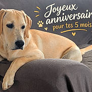 Bahia participe au concours pour gagner de l'argent avec cette photo : animal, anniversary, birthday, black_nose, couch, cream_fur, dog, five_months, floppy_ears, french_text, golden_retriever, home, indoor, lying_down, paw_prints, pet, portrait, puppy, relaxed, text_overlay