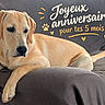 animal, anniversary, birthday, black_nose, couch, cream_fur, dog, five_months, floppy_ears, french_text, golden_retriever, home, indoor, lying_down, paw_prints, pet, portrait, puppy, relaxed, text_overlay