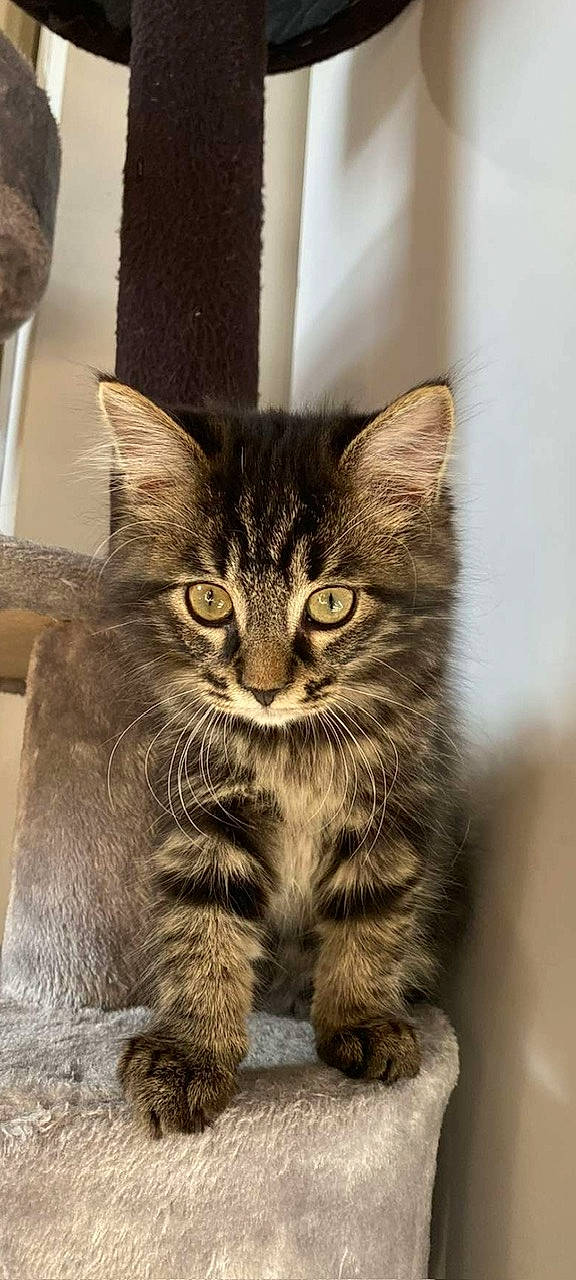 Ace a rejoint le concours — aidez-le/la à gagner de superbes lots ! box, carnivore, cat, claw, domestic_short_haired_cat, felidae, fur, kitchen_utensil, paw, plant, sitting, small_to_medium_sized_cats, snout, tail, terrestrial_animal, whiskers, wildlife, window, wood