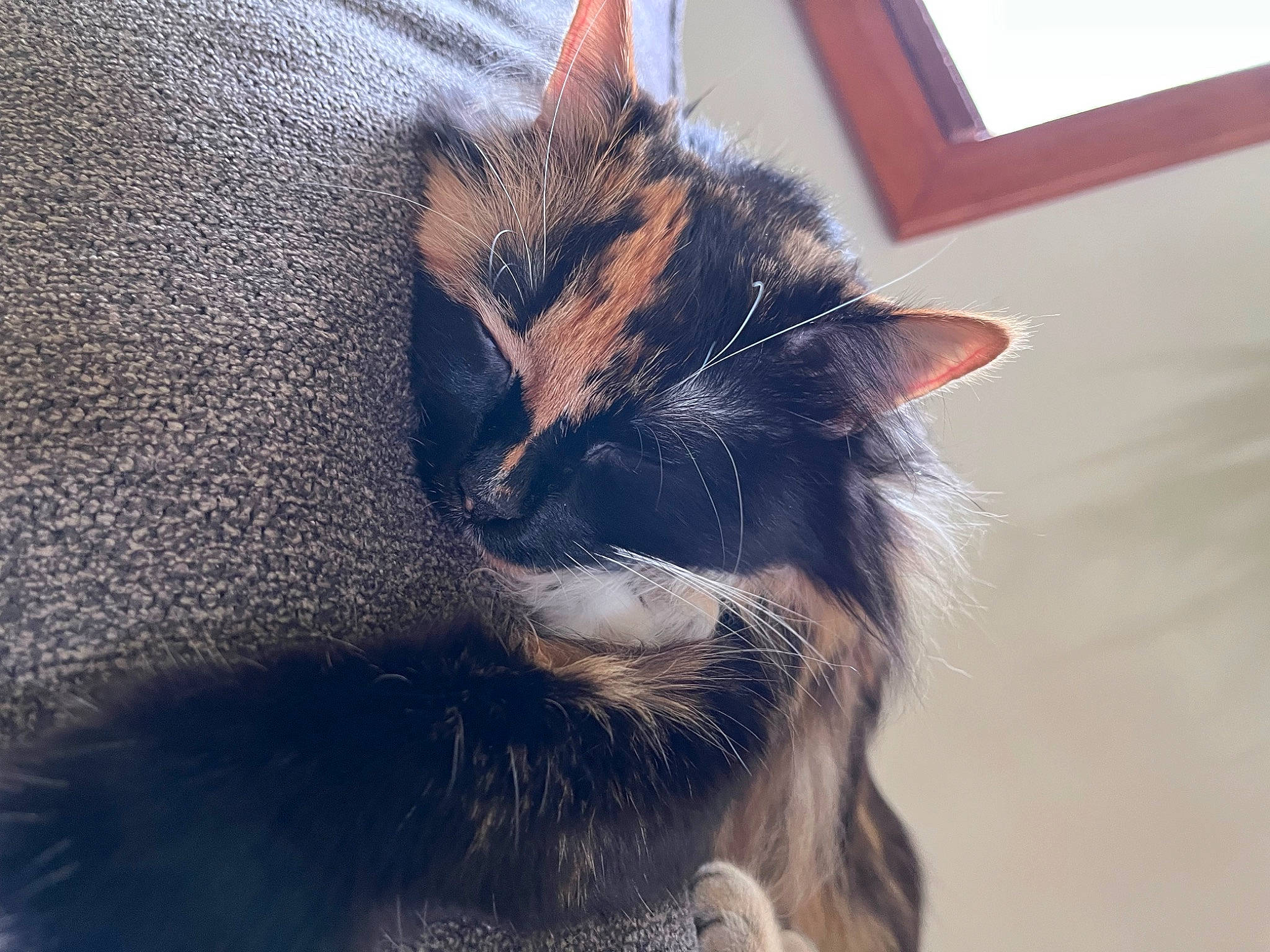 Kiki joined the competition — help win amazing prizes! black_cat, carnivore, cat, claw, cloud, domestic_short_haired_cat, ear, electric_blue, felidae, fur, houseplant, paw, plant, sky, small_to_medium_sized_cats, tail, terrestrial_animal, tree, whiskers, window