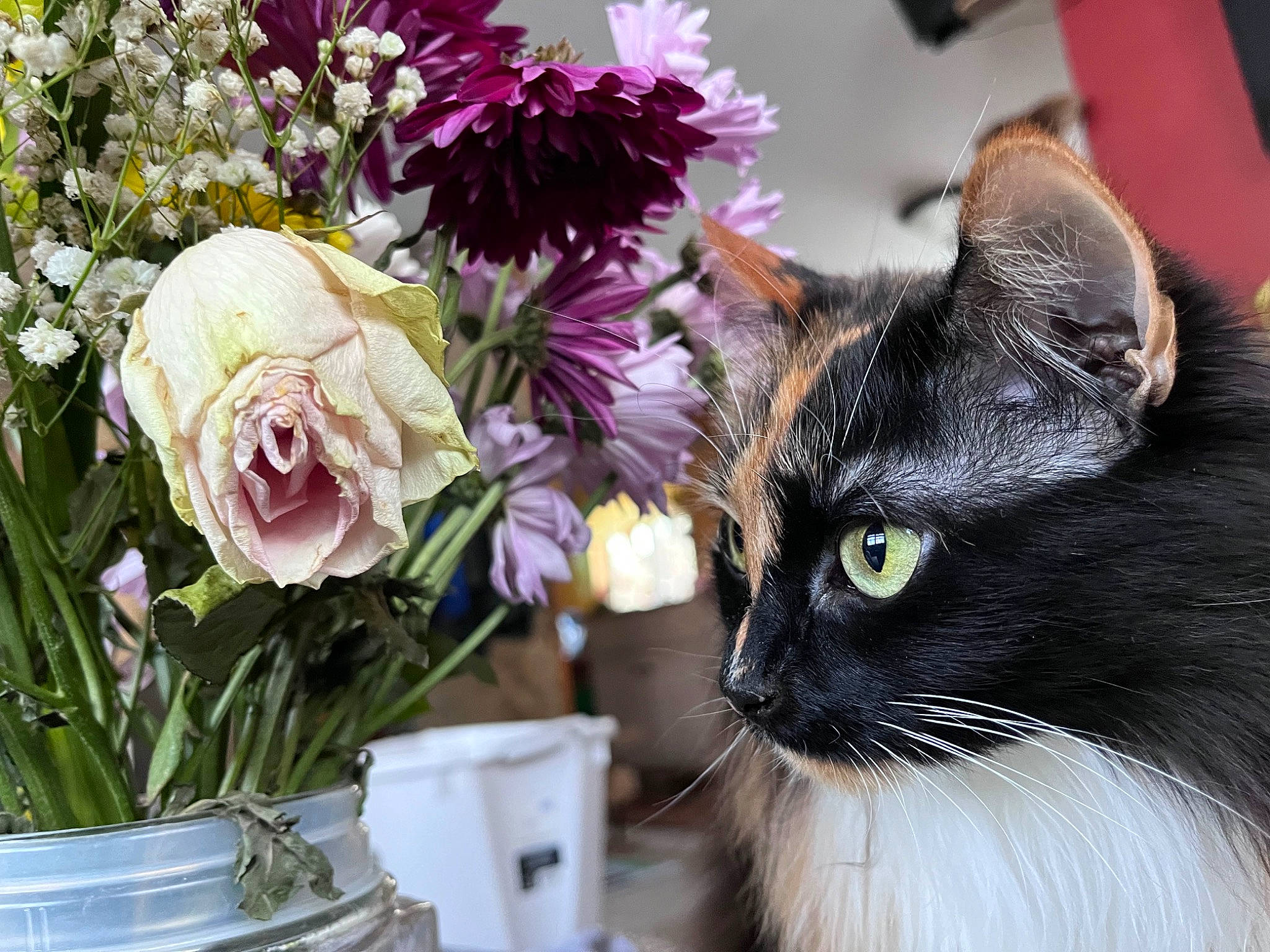Kiki joined the competition — help win amazing prizes! artificial_flower, bouquet, carnivore, cat, cut_flowers, felidae, flower, flower_arranging, flowering_plant, flowerpot, grass, houseplant, petal, plant, purple, rose, small_to_medium_sized_cats, vase, whiskers, white