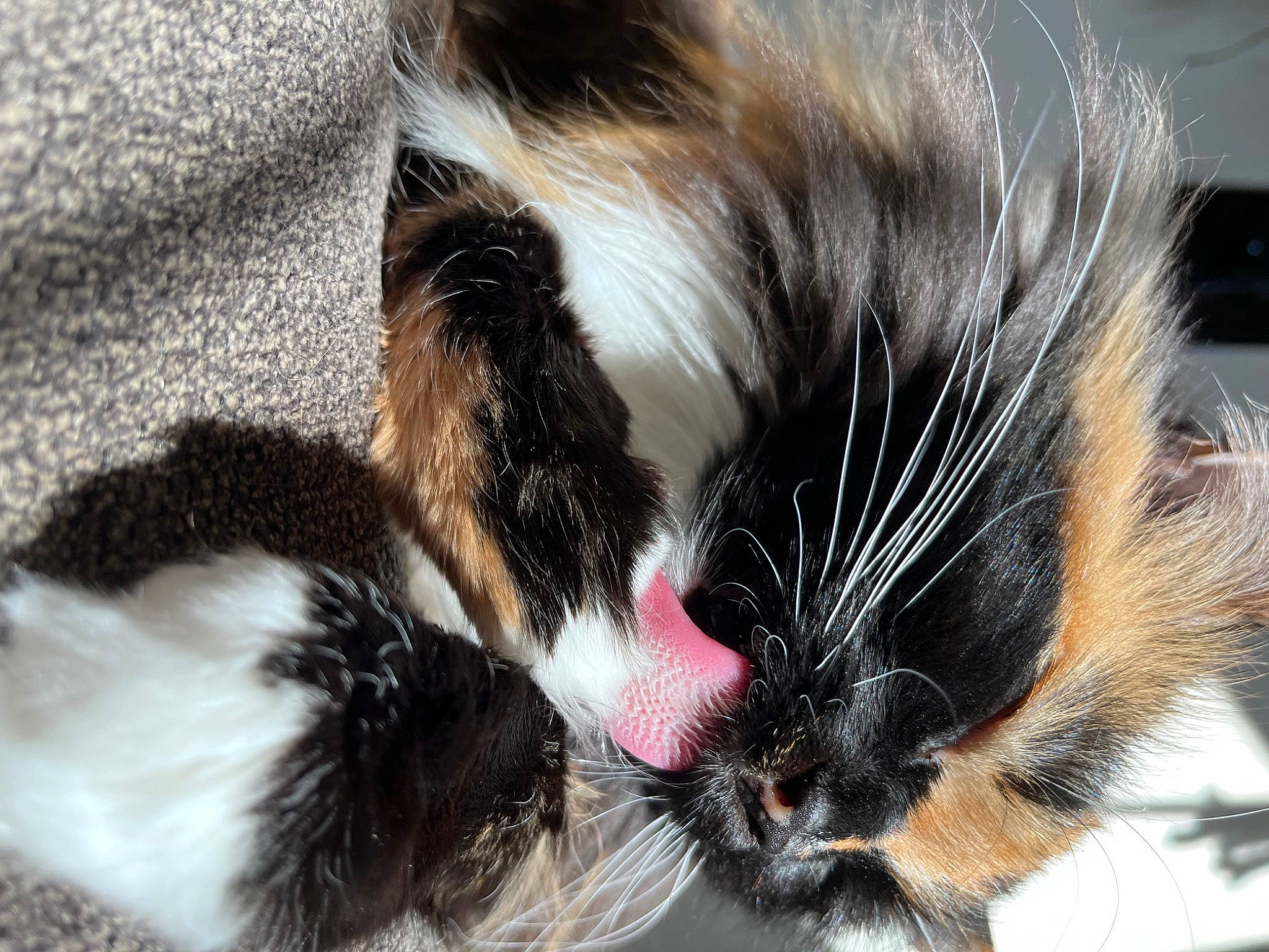 Kiki joined the competition — help win amazing prizes! carnivore, cat, cat_supply, claw, close_up, comfort, domestic_short_haired_cat, ear, eye, felidae, foot, fur, nap, paw, sleep, small_to_medium_sized_cats, snout, tail, whiskers, yawn