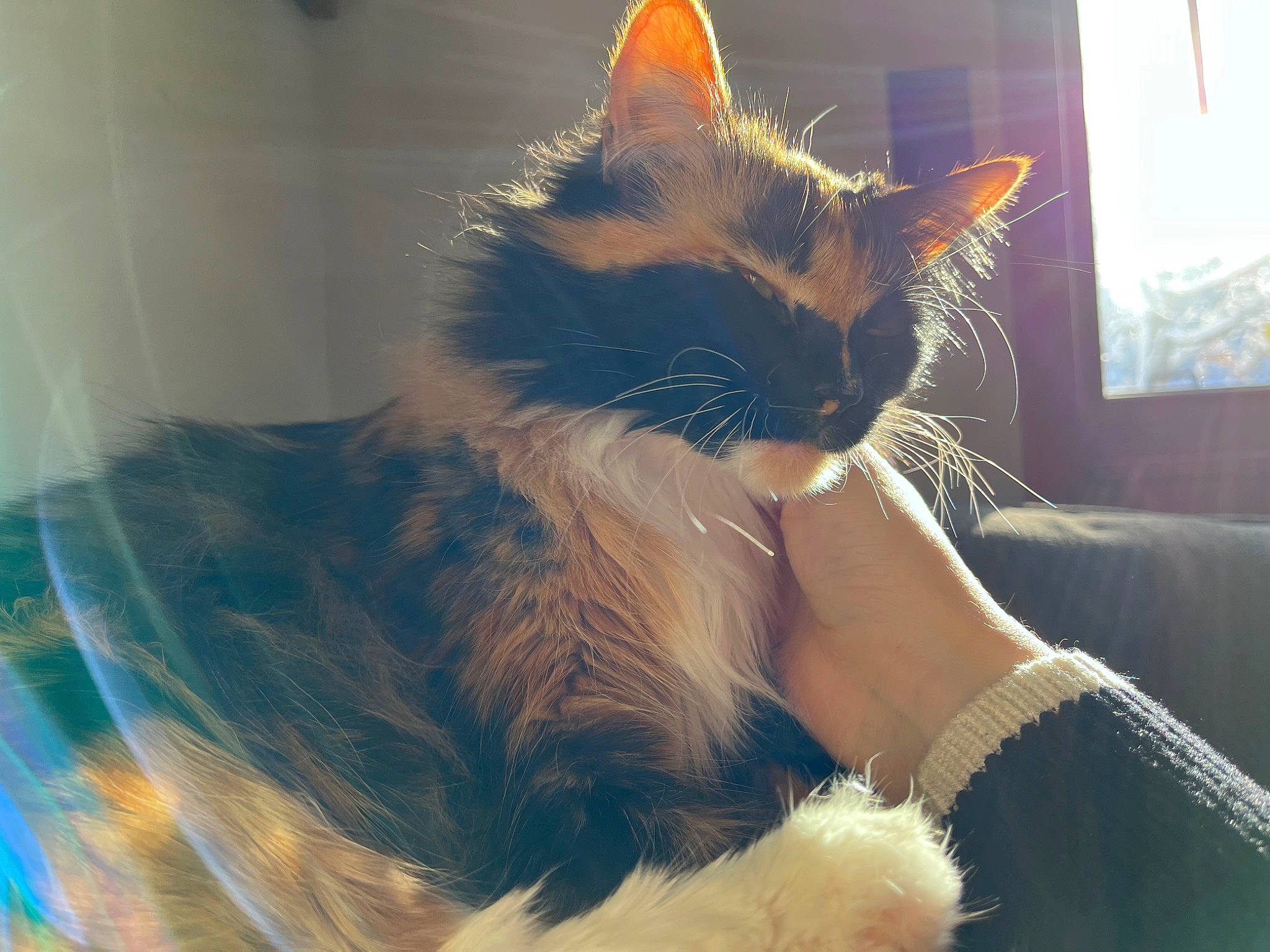 Kiki is registered to the contest to win money with this photo: carnivore, cat, claw, comfort, electric_blue, felidae, fur, gesture, paw, small_to_medium_sized_cats, snout, tail, vertebrate, whiskers, window, windshield