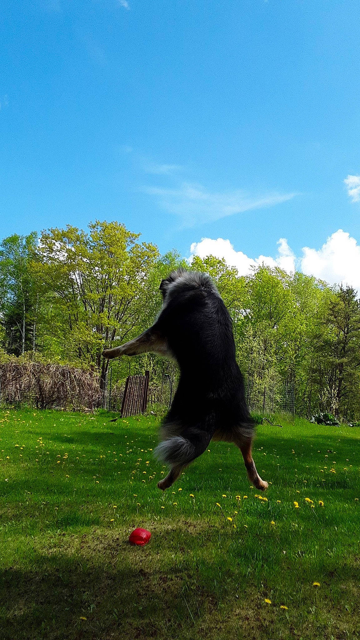 Poh joined the competition — help win amazing prizes! carnivore, cloud, dog, dog_breed, grass, grassland, landscape, lawn, leisure, mammal, meadow, pasture, plant, shrub, sky, sporting_group, tail, tree, vertebrate, working_animal