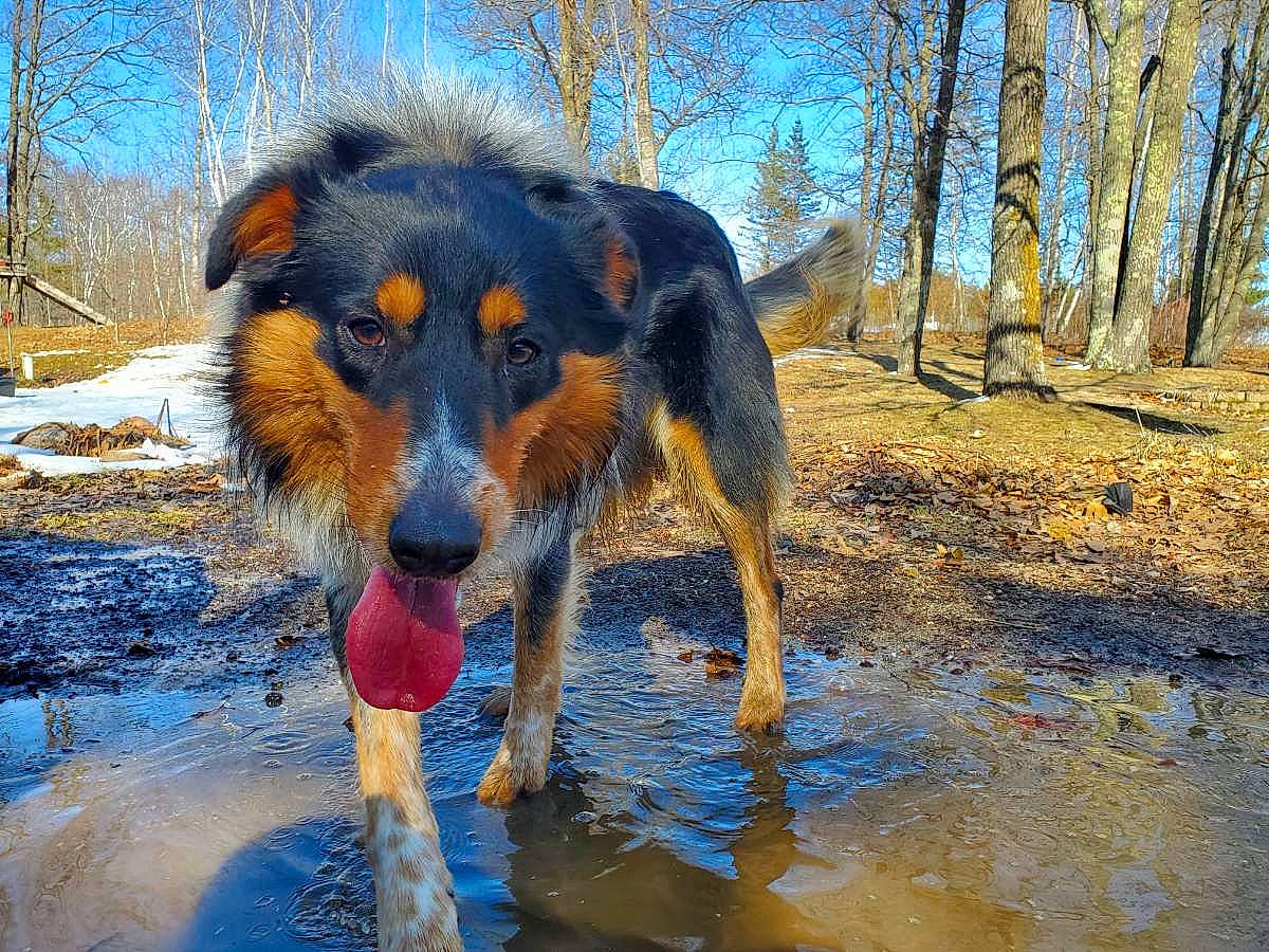 Poh is registered to the contest to win money with this photo: canidae, carnivore, companion_dog, dog, dog_breed, electric_blue, herding_dog, landscape, liquid, natural_landscape, sky, snout, snow, sporting_group, tree, water, wetland, winter, working_animal, working_dog