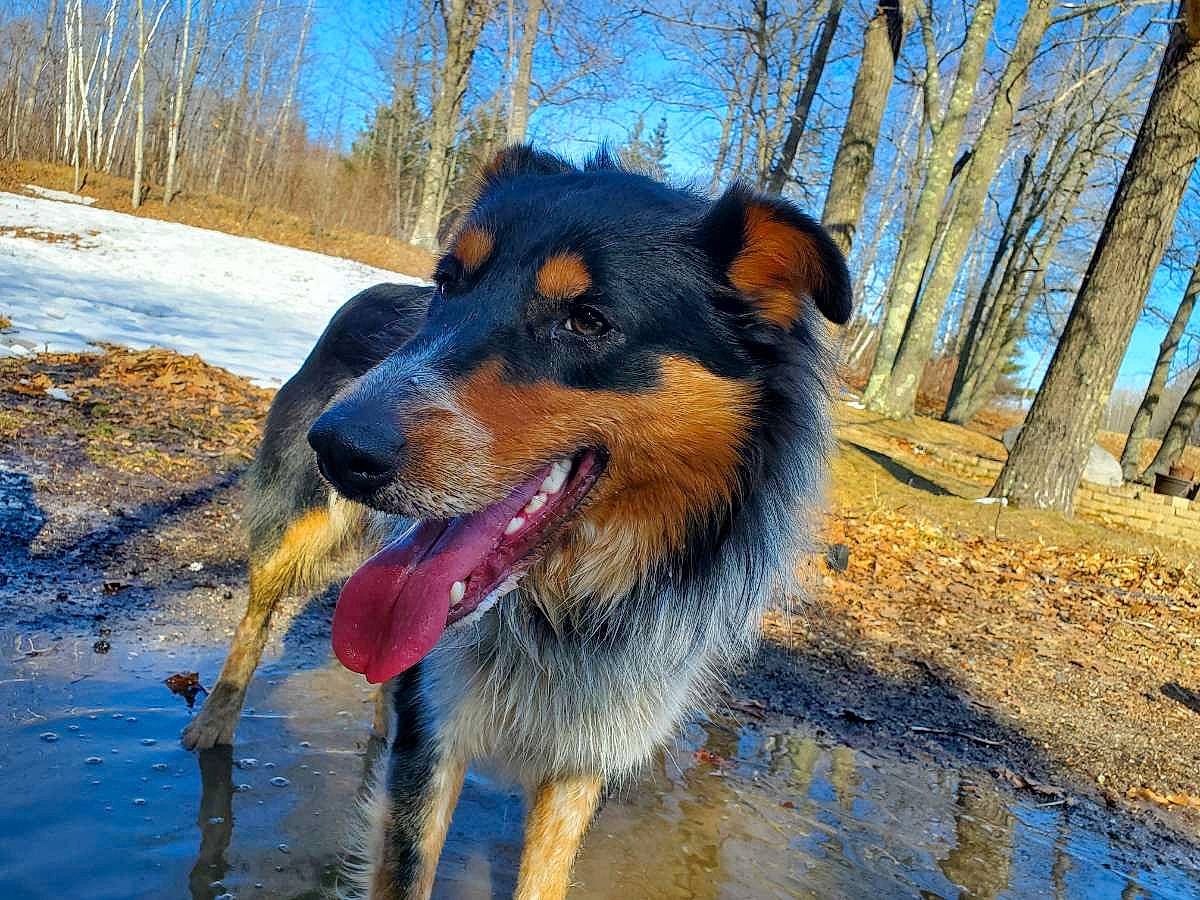 Poh is registered to the contest to win money with this photo: canidae, carnivore, companion_dog, dog, dog_breed, guard_dog, herding_dog, plant, sky, snout, sporting_group, texas_heeler, tree, water, winter, working_animal, working_dog