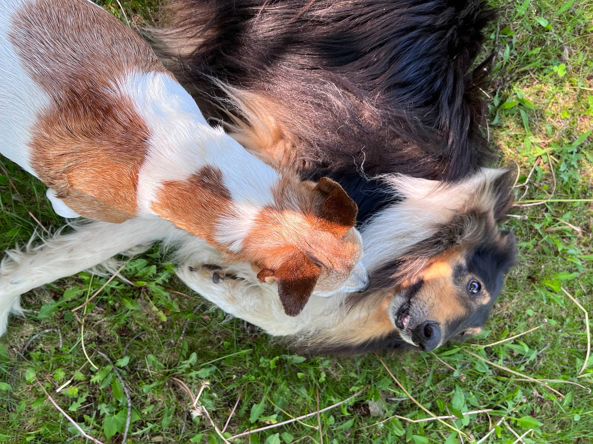Lexi is registered to the contest to win money with this photo: canidae, carnivore, dog_breed, fawn, foot, fur, grass, grazing, liver, livestock, pasture, paw, plant, snout, sporting_group, tail, terrestrial_animal, whiskers, wildlife, working_animal