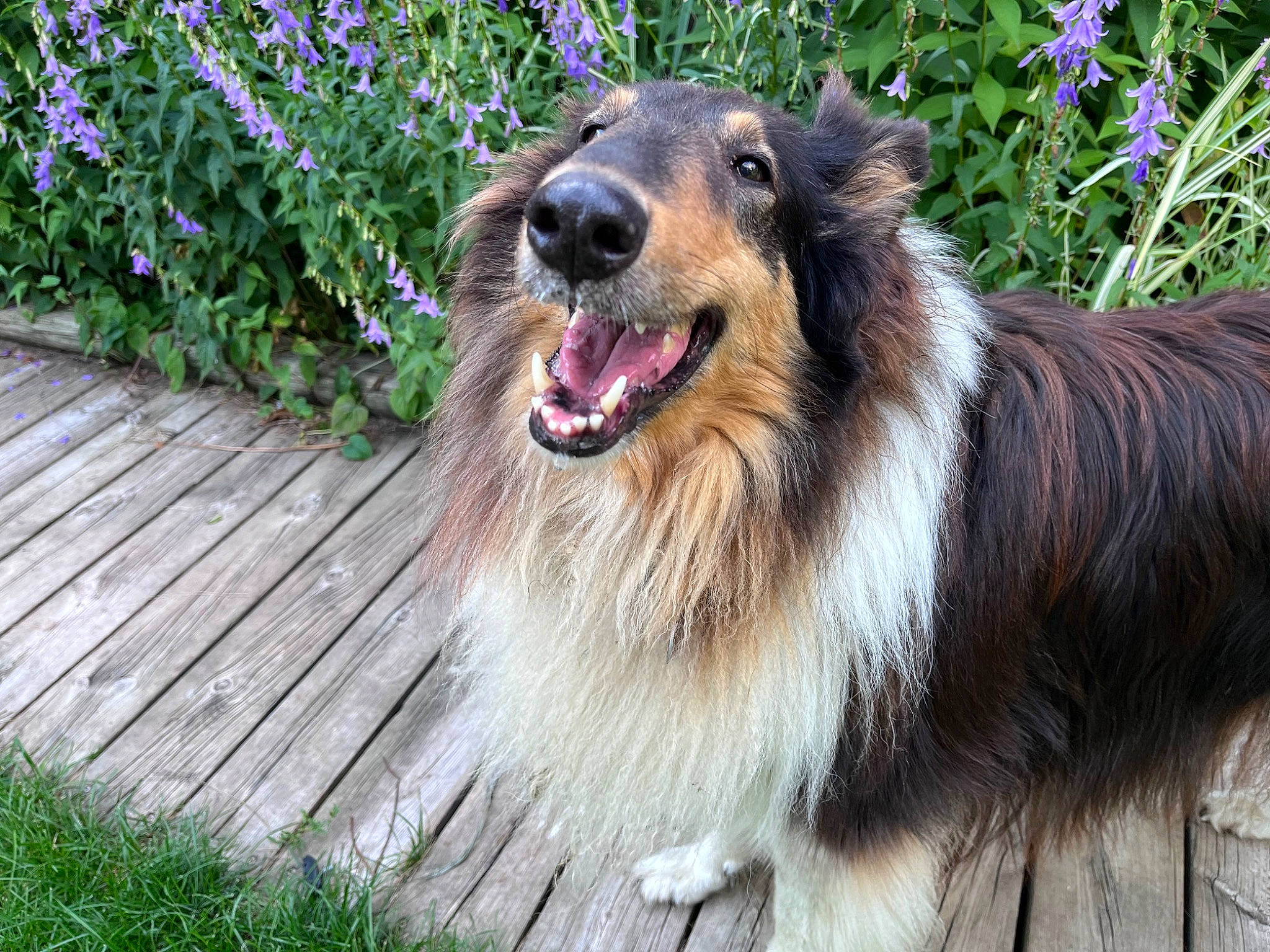 Lexi joined the competition — help win amazing prizes! canidae, carnivore, collie, companion_dog, dog, dog_breed, fang, flower, fur, grass, groundcover, herding_dog, plant, scotch_collie, snout, sporting_group, terrestrial_animal, whiskers, wildlife, working_dog