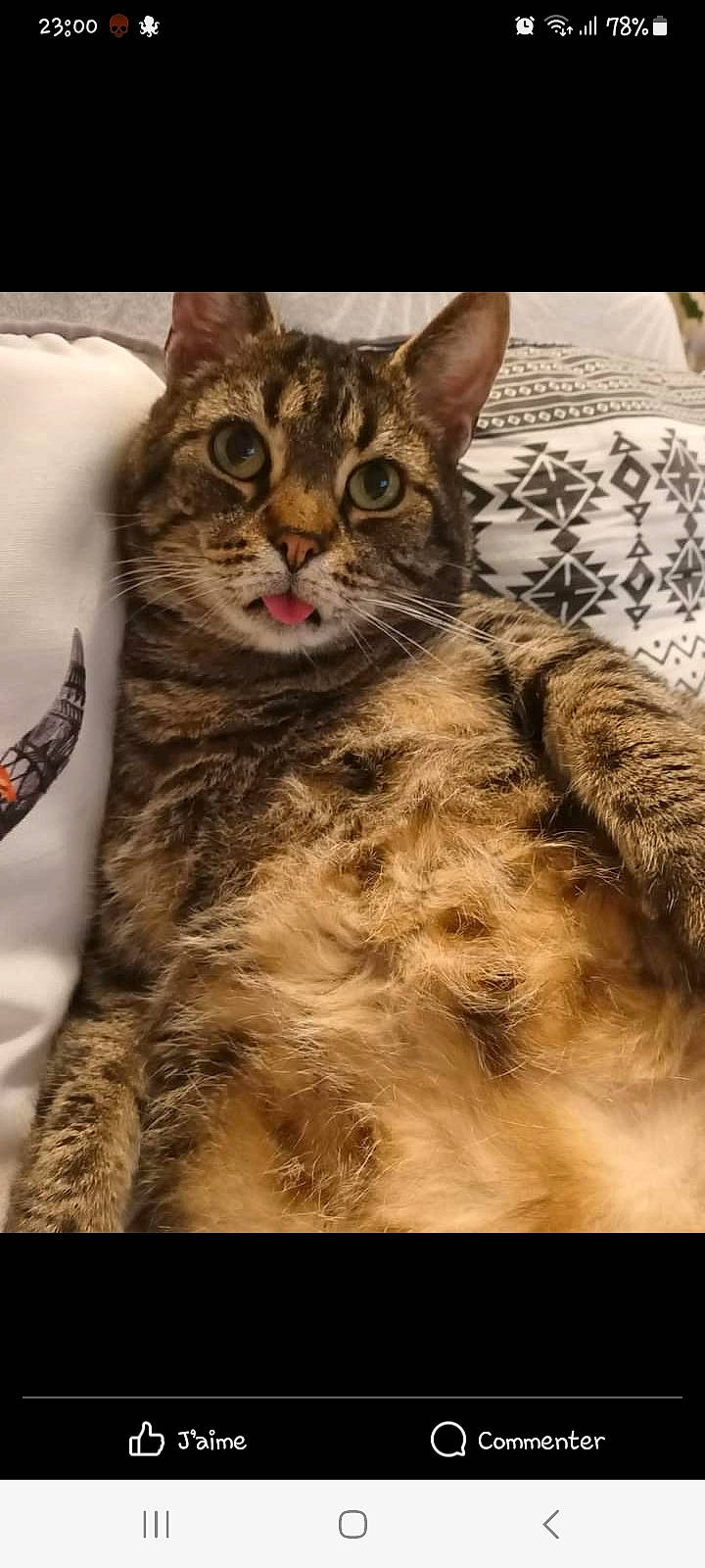 César a rejoint le concours — aidez-le/la à gagner de superbes lots ! art, carnivore, cat, claw, domestic_short_haired_cat, felidae, fur, hair, kitchen_utensil, small_to_medium_sized_cats, snout, terrestrial_animal, tree, whiskers, wildlife