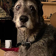 Smudge is registered to the contest to win money with this photo: dog, indoor, collar, furniture, tapestry, shelf, curious, pet, mug, decor, brown, gray, medium_size, fur, animal, portrait, seated, closeup, household, expression