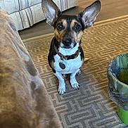 D..og joined the competition — help win amazing prizes! attentive, black, brown, carpet, couch, curious, cute, dog, ears, floor, furniture, home, indoor, living_room, patterned_rug, pet_collar, pet_tag, small_dog, trash_bin, white